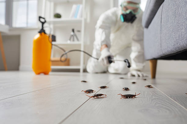 Affordable Cockroach Control solutions in Toledo, OR
